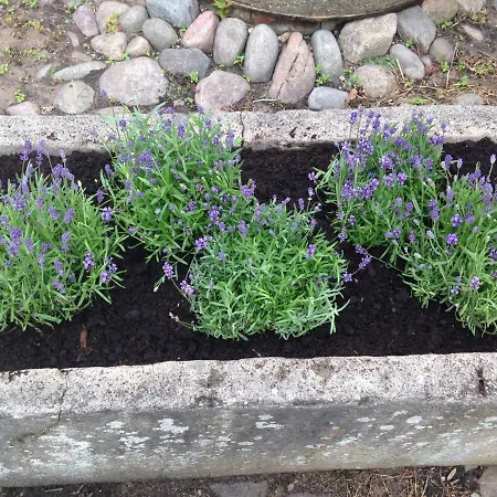 Apple Prázdninový dům *