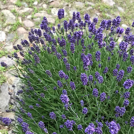 Prázdninový dům Apple *