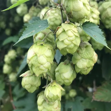 Apple Prázdninový dům *